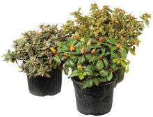 Dvärgrhododendron Ø17 cm